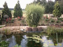 Gartenteich 15.07.2012 012.JPG