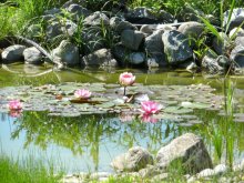 unser Gartenteich.jpg