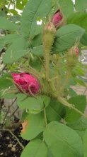 HGT Rosa muscosa 'James Veitch'.jpg