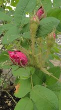 HGT Rosa muscosa 'James Veitch'.jpg