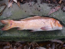 toterFisch.JPG