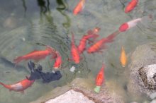 IMG_0306.jpg