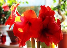 Amaryllis Roayl Red mit 9 Blütenkelchen_600.JPG