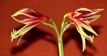 Amaryllis Lima Cibyster_600.JPG