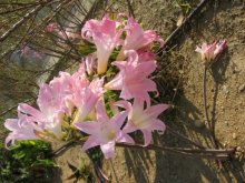 Amaryllis belladonna.jpg