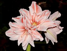 Amaryllis Dancing Queen_600.JPG