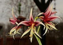 Amaryllis Lima Cibyster_600.JPG