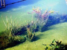 DSCF2567 Platz für Erweiterung der Unterwasserpflanzung.JPG DSCF2567 Platz für Erweiterung der Unterwasserpflanzung.JPG