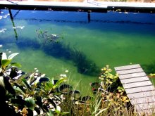 Unterwasserbepflanzung mit Platz zur Erweiterung.JPG Unterwasserbepflanzung mit Platz zur Erweiterung.JPG