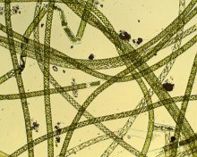 Spirogyra3 kleiner Teich.jpg Spirogyra3 kleiner Teich.jpg