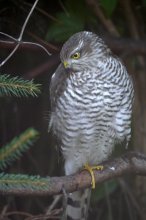 P1100385_2012-08-11_Sperber_Accipiter-nisus_in-der-Ganz-Jahresfuetterung_planten.JPG