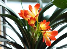 Clivia blüht erneut_600.JPG