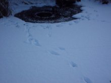 Fischreiher am 23.01.2013 002.jpg
