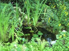 Teich 12.7.2 - Kopie.JPG Teich 12.7.2 - Kopie.JPG