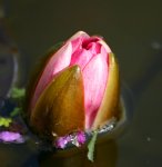 CRW_5366_rose.jpg