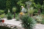 Yucca-Gruppe-070703-01.jpg