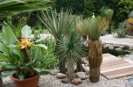 Yucca-Gruppe-070703-02.jpg