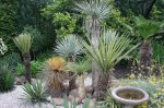 Yucca-Gruppe-070708.jpg