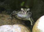 Frosch 07.2007 004.jpg