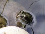 Frosch 07.2007 003.jpg