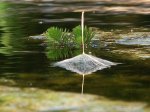 Wiesenbocksbartsamen vor Papgeinfeder.JPG