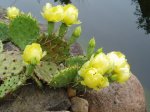 Opuntia04.JPG