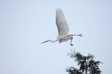 Silberreiher im Abflug_640.JPG