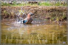 comp_IMG_20130303_4001-3.jpg