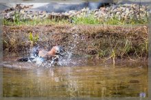 comp_IMG_20130303_4003-4.jpg