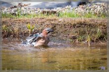 comp_IMG_20130303_4004-5.jpg