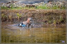 comp_IMG_20130303_4007-8.jpg
