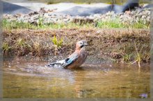 comp_IMG_20130303_4005-6.jpg