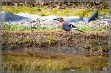 comp_IMG_20130303_3998-2.jpg