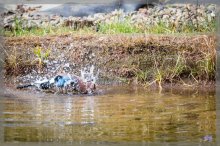 comp_IMG_20130303_4008-9.jpg