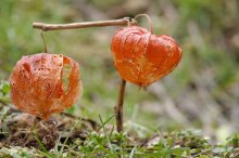 P1050405_2013-03-08_Lampionblume_Physalis-alkekengi_Doppler.JPG