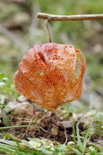 P1050408_2013-03-08_Lampionblume_Physalis-alkekengi_Detail.JPG