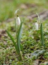 P1050398_2013-03-08_Schneeglöckchen_Galanthus.JPG