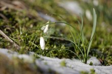 P1050496_2013-03-16_Schneegloeckchen.JPG