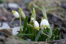 P1050510_2013-03-17_Fruehlingsknotenblume_Leucojum-vernum_.JPG