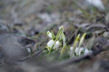 P1050502_2013-03-17_Frühlingsknotenblume_Leucojum-vernum_gerahmt.JPG