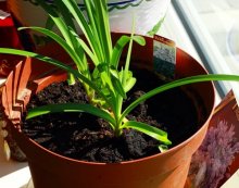 blauer Agapanthus kommt auch_600.jpg