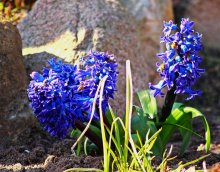 blaue Hyazinthen blühen_900.jpg blaue Hyazinthen blühen_900.jpg