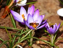 hungry wild bee3_900.jpg hungry wild bee3_900.jpg