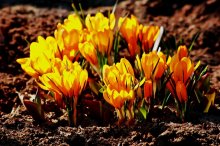 orange Krokusse_900.jpg orange Krokusse_900.jpg