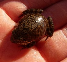 aufgeblähter Frosch.jpg