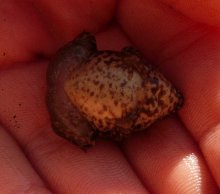 aufgeblähter Frosch von unten.JPG