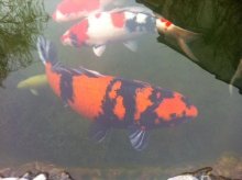 koi-hi-utsuri-foto-bild-69677867.jpg