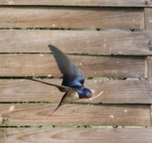IMG_0242A.jpg