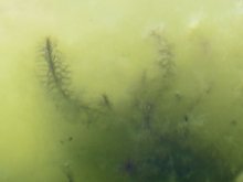 wasserpest.jpg