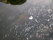 Eiweiß im Teich 1.jpg